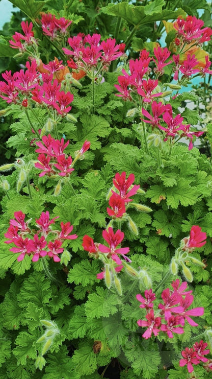 Concolor Lace - Spicy Nutty Scented Leaf Pelargonium (Geranium) Plant - 6cm pot