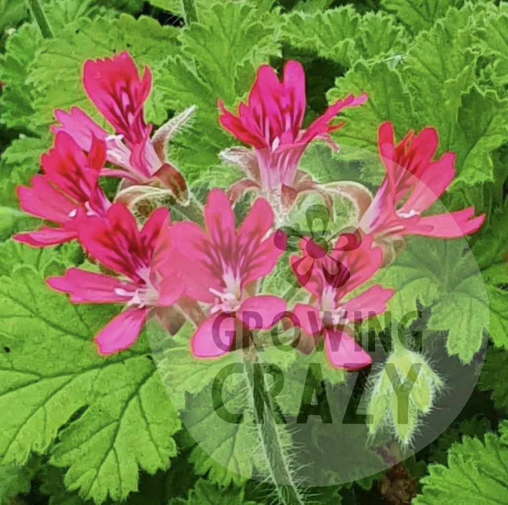 Concolor Lace - Spicy Nutty Scented Leaf Pelargonium (Geranium) Plant - 6cm pot