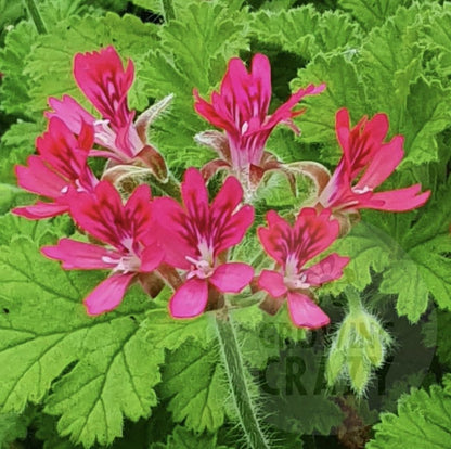 Concolor Lace - Spicy Nutty Scented Leaf Pelargonium (Geranium) Plant - 6cm pot