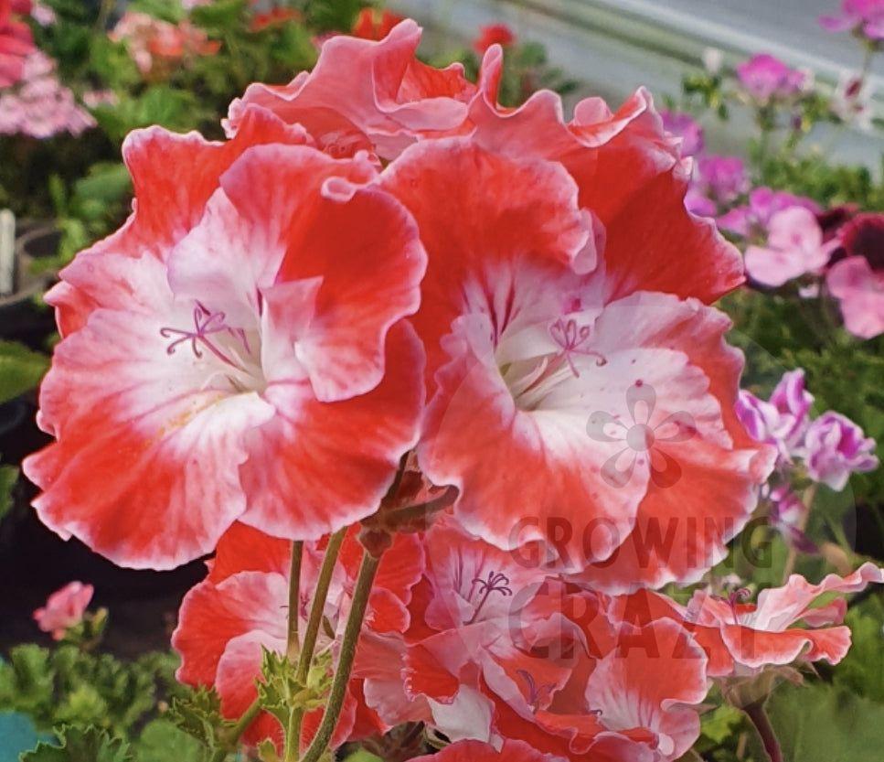 Joy - Regal Pelargonium (Geranium) plant - 6cm bio pot