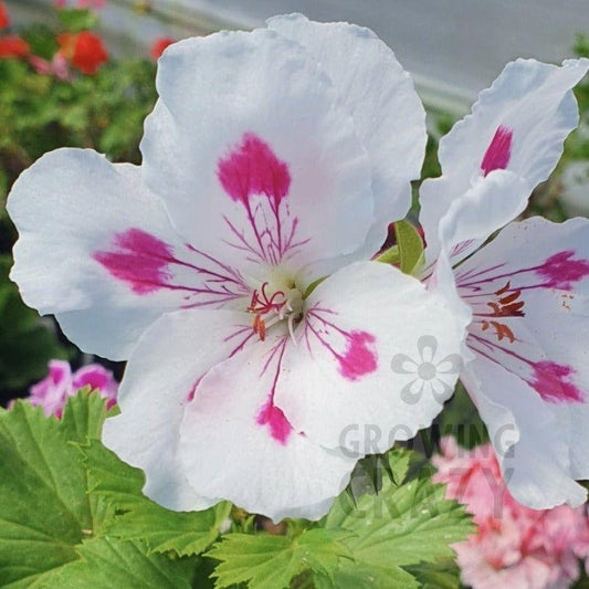 Ritchie - Regal Pelargonium (Geranium)  flowers wellwhite flowers with fuchsia pink blotches.