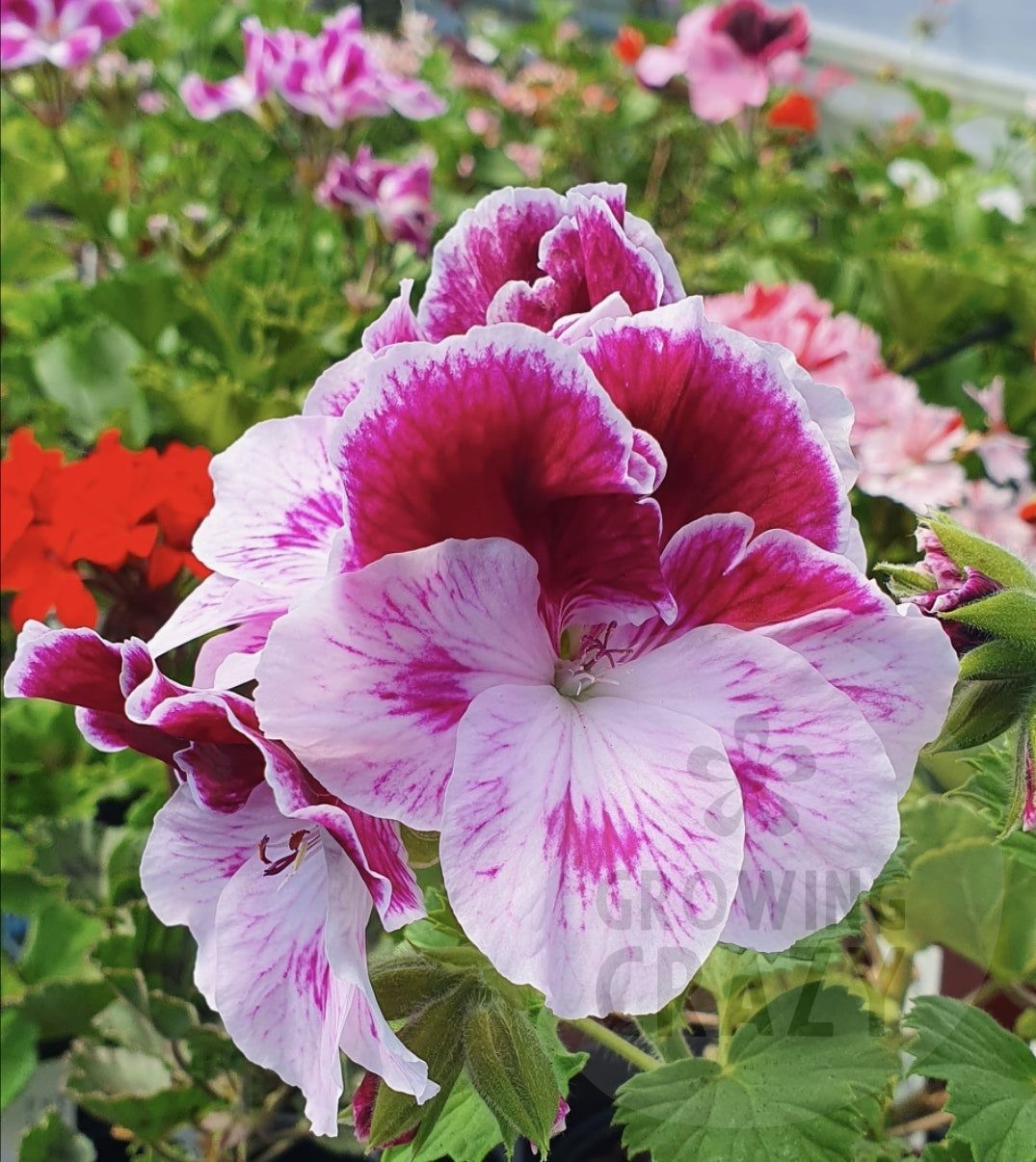 This is a Regal Pelargonium (Geranium) called 'Tornado'