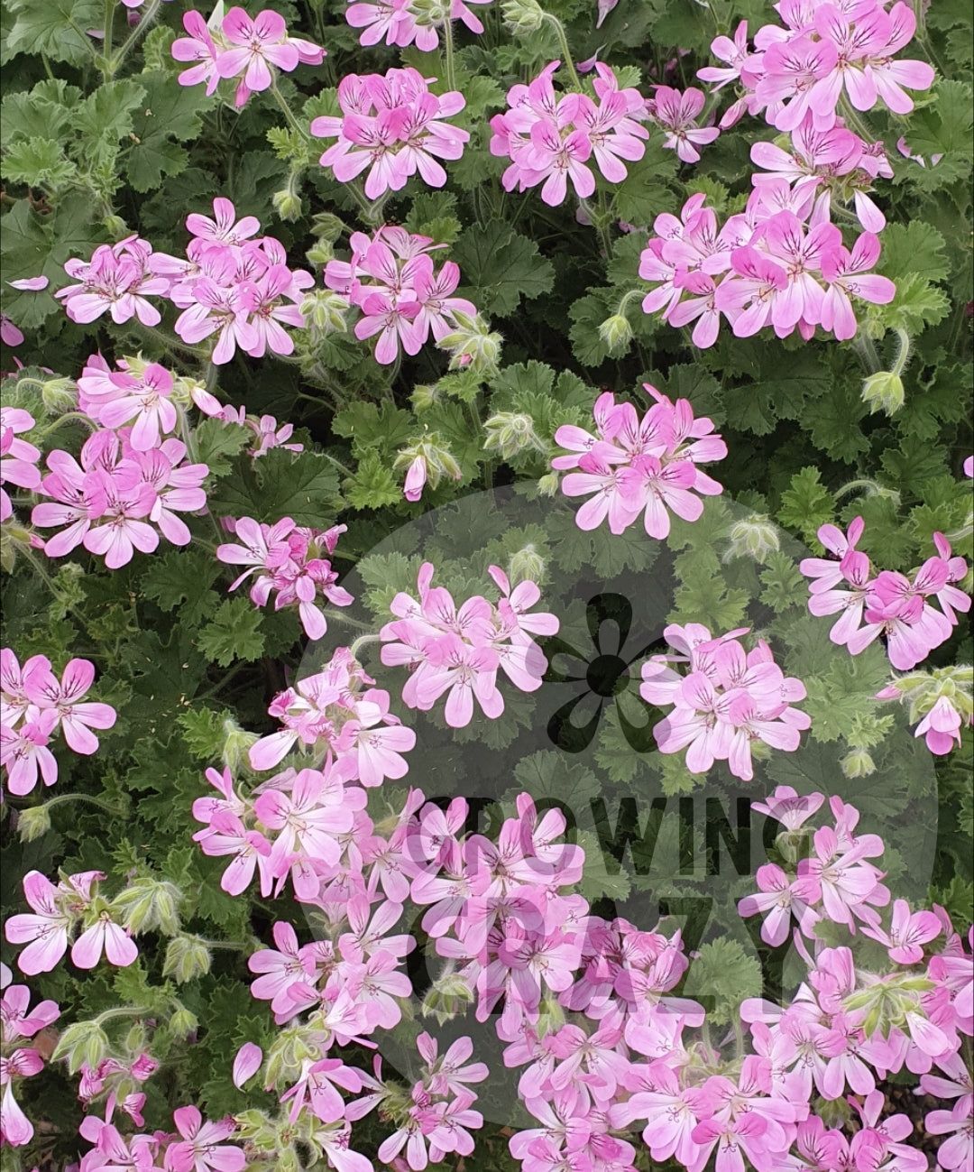 Pink Capricorn Scented Leaf Geranium Pelargonium plant flower