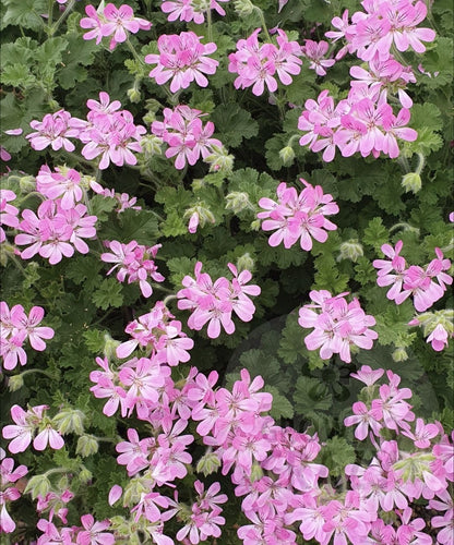 Pink Capricorn Scented Leaf Geranium Pelargonium plant flower