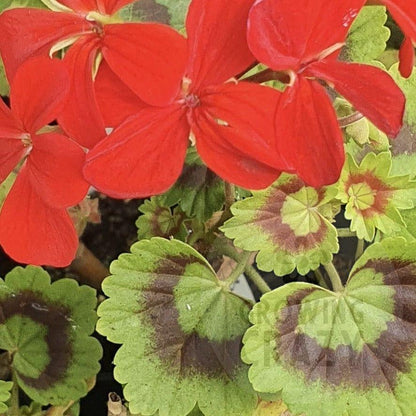 Golden Harry Heiover - Coloured Leaf Pelargonium (Geranium) Plant - 6cm bio pot