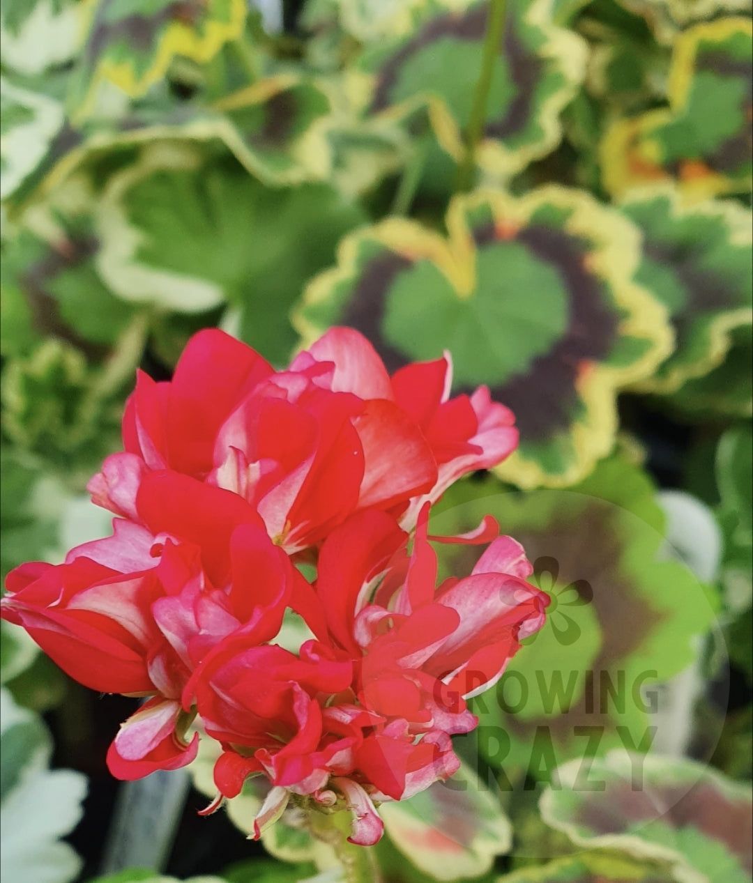 Warrenorth Emerald - Coloured Leaf Pelargonium (Geranium) Plant - 6cm bio pot