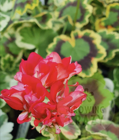 Warrenorth Emerald - Coloured Leaf Pelargonium (Geranium) Plant - 6cm bio pot