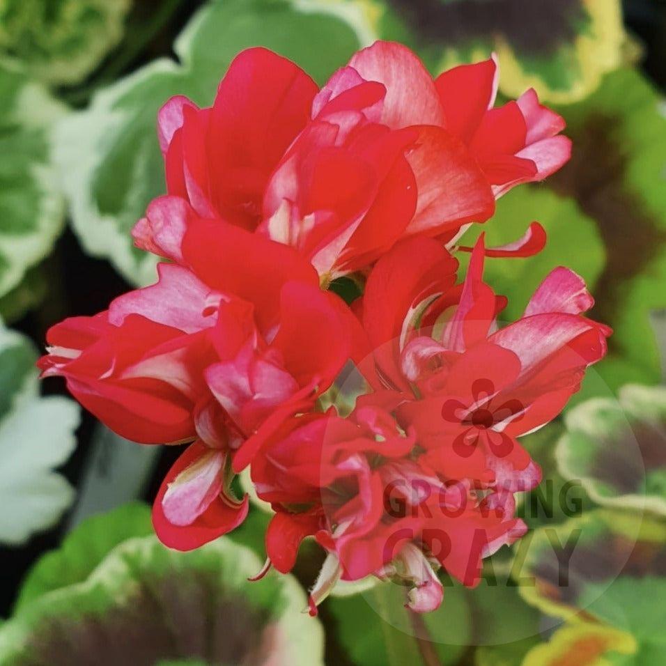 Warrenorth Emerald - Coloured Leaf Pelargonium (Geranium) Plant - 6cm bio pot