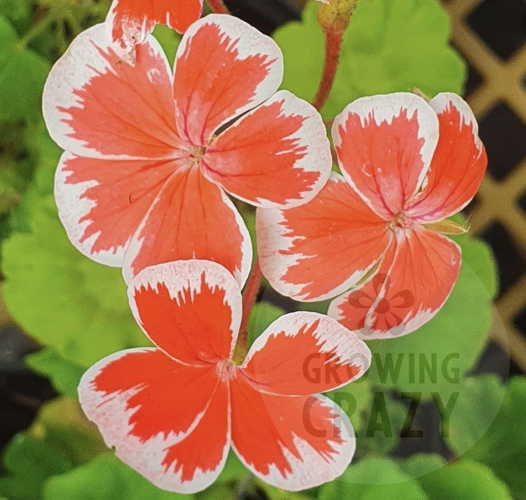 Mr Wren - Zonal Pelargonium / Geranium Great Patio Plant - 6cm pot