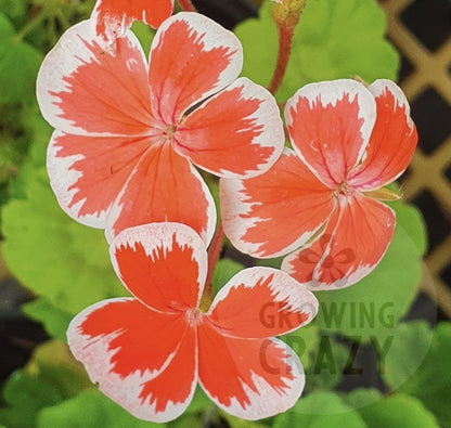 Mr Wren - Zonal Pelargonium / Geranium Great Patio Plant - 6cm pot