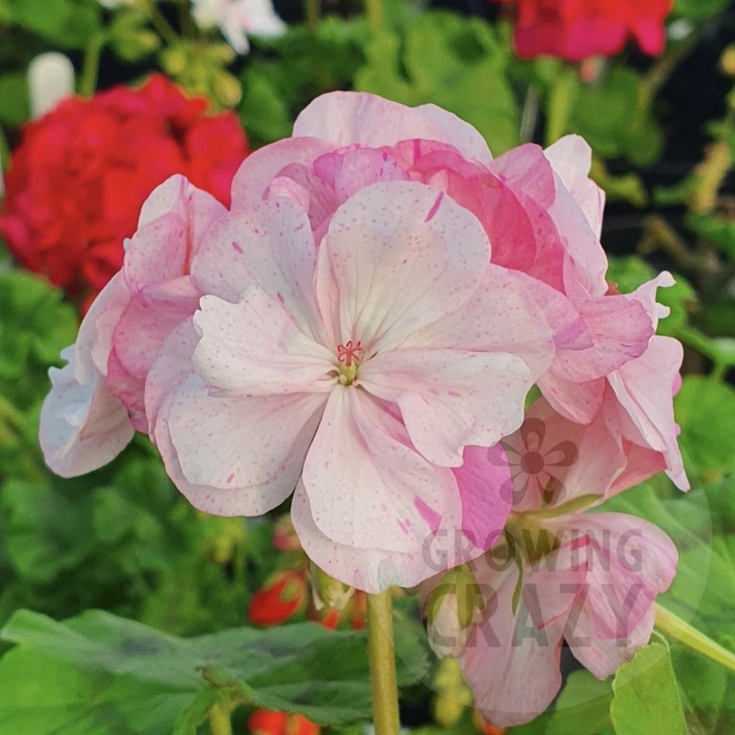 Show Off - Zonal Pelargonium / Geranium Plant - 6cm pot