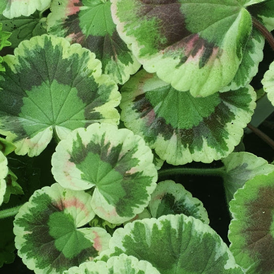 Victorian intresting Dolly Varden - Coloured Leaf Pelargonium / Geranium red zone  bright single coral red. (1880). great for pots