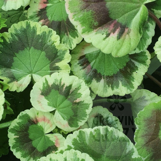 Victorian intresting Dolly Varden - Coloured Leaf Pelargonium / Geranium red zone  bright single coral red. (1880). great for pots