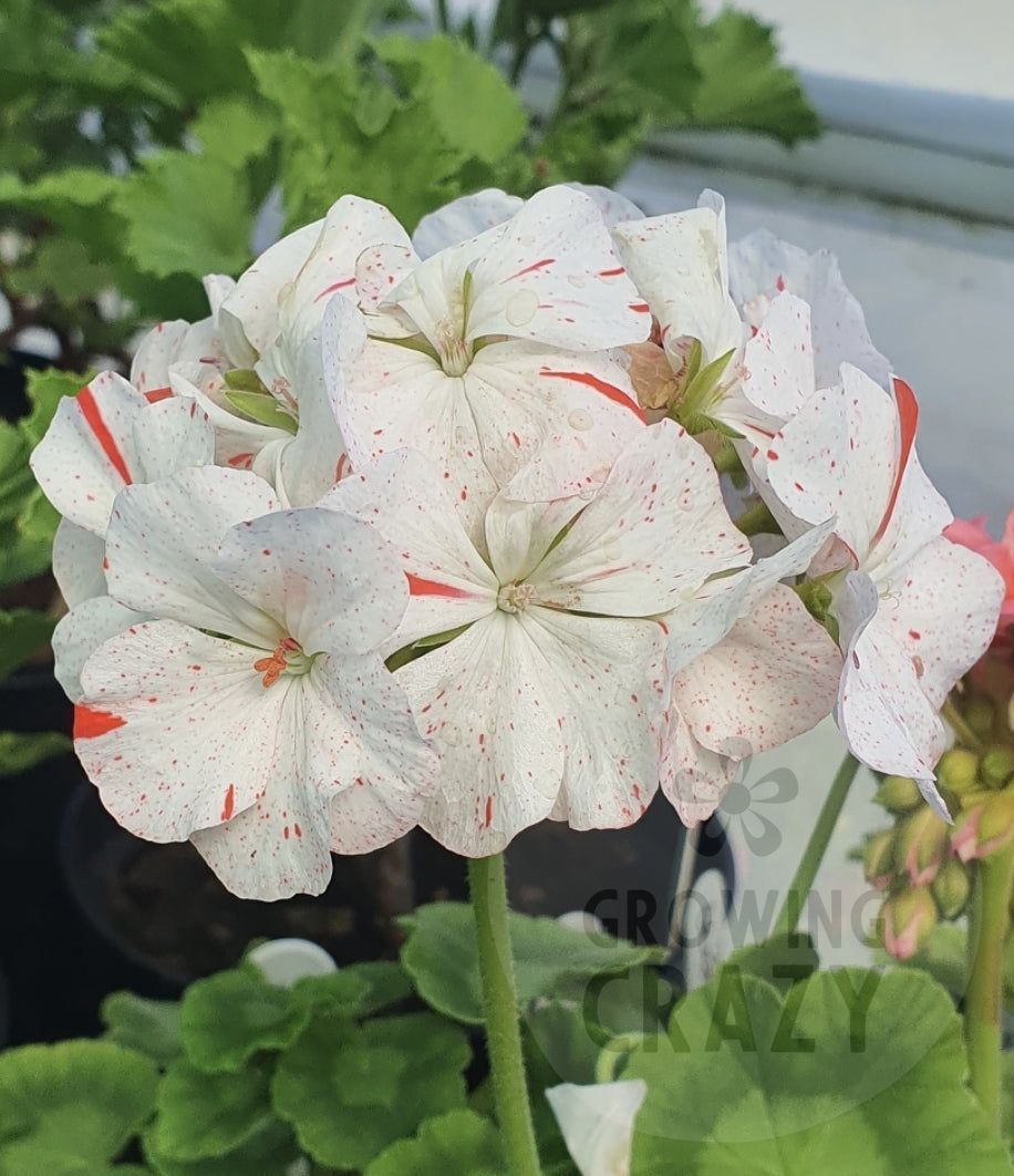 Sparks - Zonal Pelargonium / Geranium Garden Plant - 6cm pot