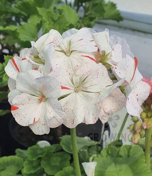 Sparks - Zonal Pelargonium / Geranium Garden Plant - 6cm pot