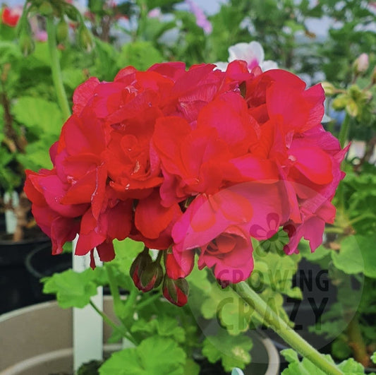 Nellie Florrie - Zonal Pelargonium / Geranium Garden Plant - 6cm pot