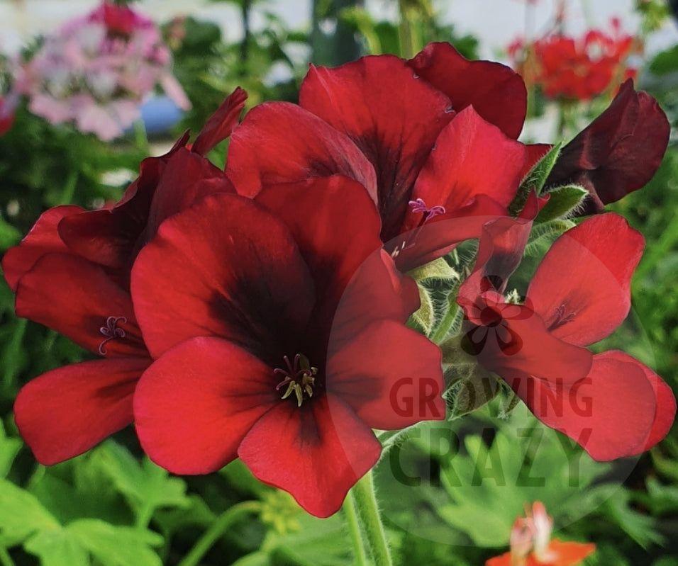 Mystery - Unique Pelargonium (Geranium) Plant - 6cm bio pot