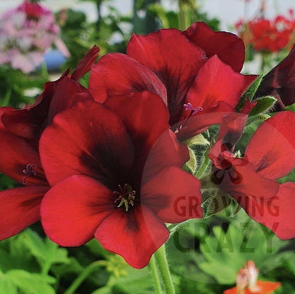 Mystery - Unique Pelargonium (Geranium) Plant - 6cm bio pot