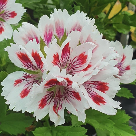 Fringed Aztec - Regal Pelargonium (Geranium) abundance of white flowers that have large red blotches on each petal with a slightly serrated edge to each one It has a compact, bushy habit and a long flowering season