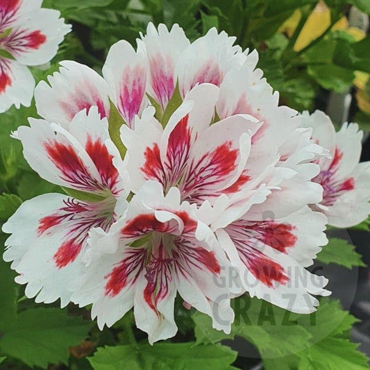 Fringed Aztec - Regal Pelargonium (Geranium) abundance of white flowers that have large red blotches on each petal with a slightly serrated edge to each one It has a compact, bushy habit and a long flowering season