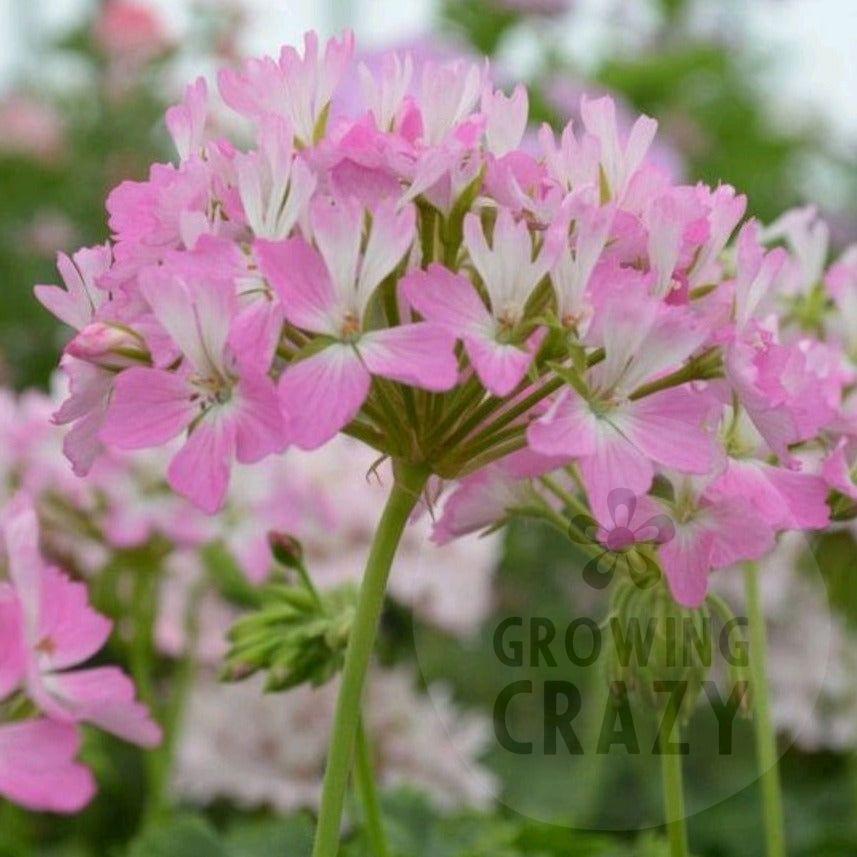 Our Flynn is a vigorous variety of a Stellar Pelargonium. This plant produces large sprays of candy pink and white eyed blooms.