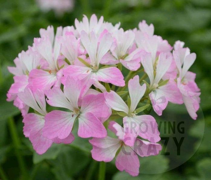 Our Flynn is a vigorous variety of a Stellar Pelargonium. This plant produces large sprays of candy pink and white eyed blooms.