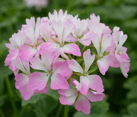 Our Flynn is a vigorous variety of a Stellar Pelargonium. This plant produces large sprays of candy pink and white eyed blooms.