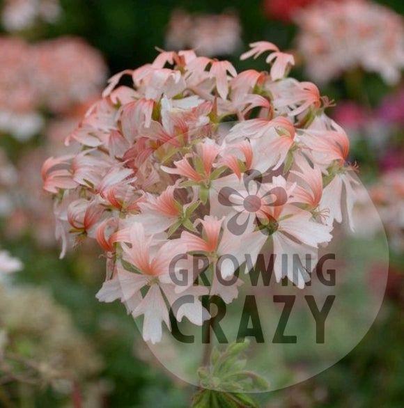 Fairy Fantasy is a pretty Stellar Pelargonium which grows well as a bushy Pelargonium and and produces lots of flowers that have a creamy-white lower petal which blends to salmon pink. 