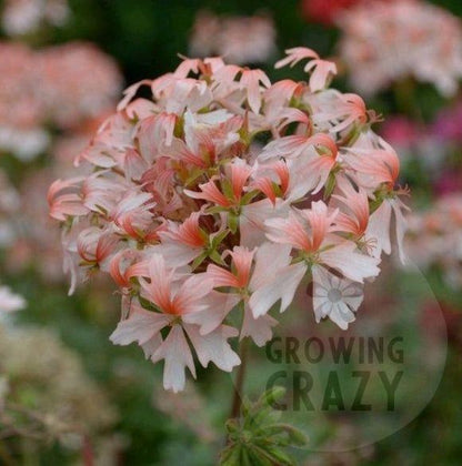Fairy Fantasy is a pretty Stellar Pelargonium which grows well as a bushy Pelargonium and and produces lots of flowers that have a creamy-white lower petal which blends to salmon pink. 