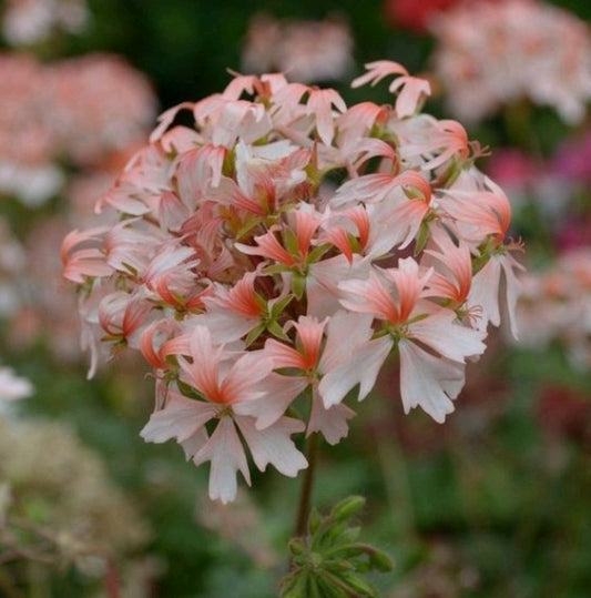 Fairy Fantasy is a pretty Stellar Pelargonium which grows well as a bushy Pelargonium and and produces lots of flowers that have a creamy-white lower petal which blends to salmon pink. 
