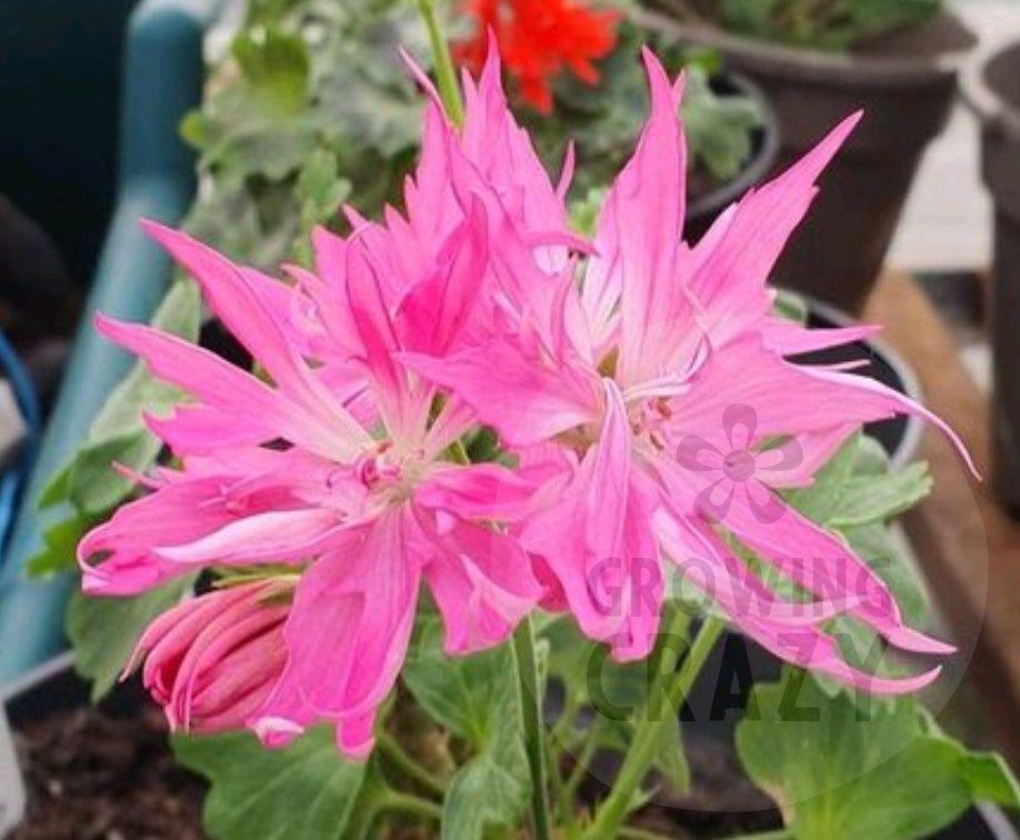 Super Nova Stellar Pelargonium - with pink stark like flower