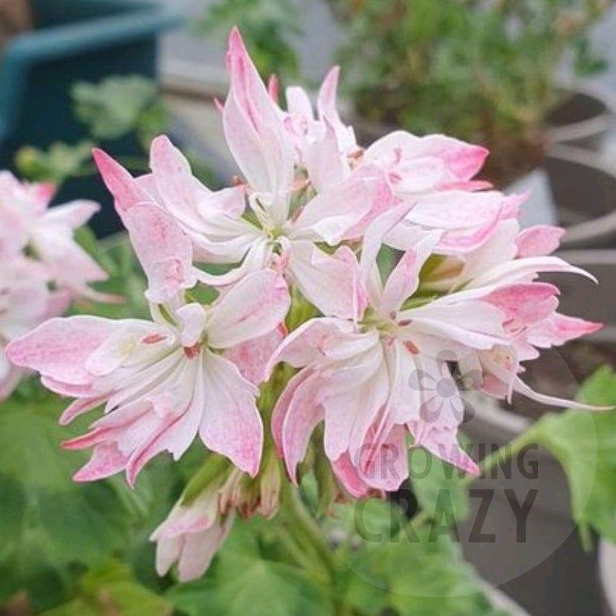 Pamela Vaughan has white edged flushed with bright pink double flowers.  It is a strong healthy growing plant and another interesting variety introduced by Brian West.