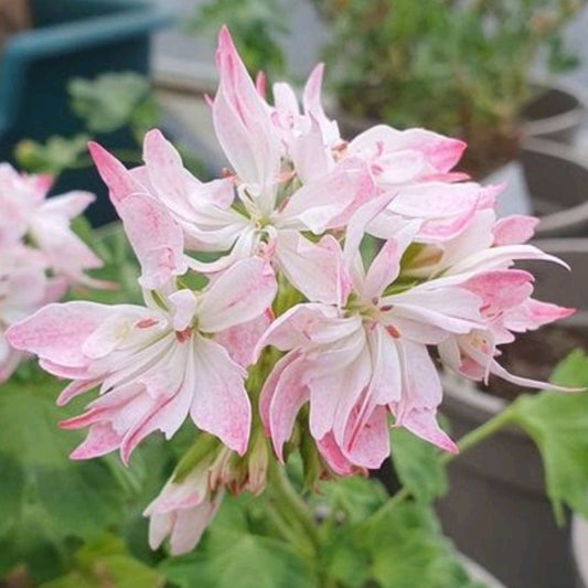 Pamela Vaughan has white edged flushed with bright pink double flowers.  It is a strong healthy growing plant and another interesting variety introduced by Brian West.