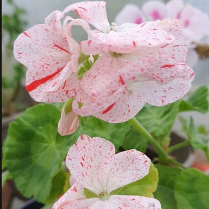 Sparks - Zonal Pelargonium / Geranium Garden Plant - 6cm pot