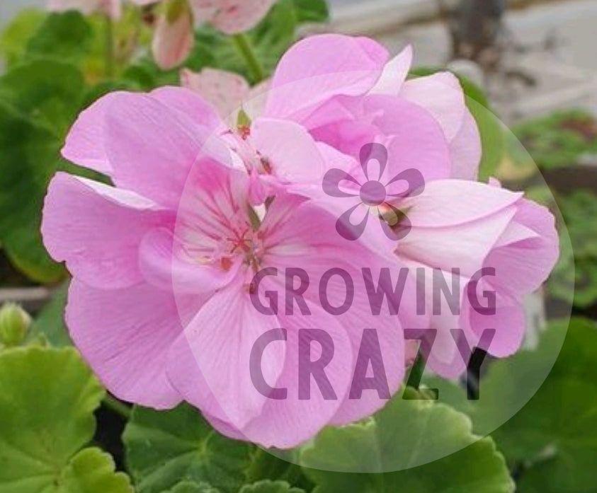 Bold Carousel - Zonal Pelargonium / Geranium Garden Plant - 6cm pot