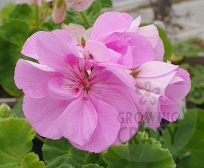 Bold Carousel - Zonal Pelargonium / Geranium Garden Plant - 6cm pot