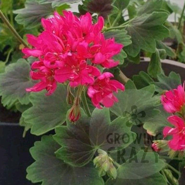 John Round is a Stellar Pelargonium / Geranium with really bright cerise, double flowers that look truly stunning.  The leaves are a medium-green with a deep brown shield zoning to them.