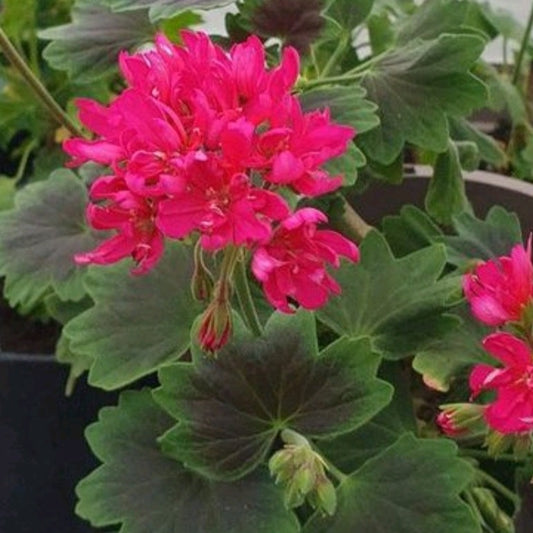 John Round is a Stellar Pelargonium / Geranium with really bright cerise, double flowers that look truly stunning.  The leaves are a medium-green with a deep brown shield zoning to them.