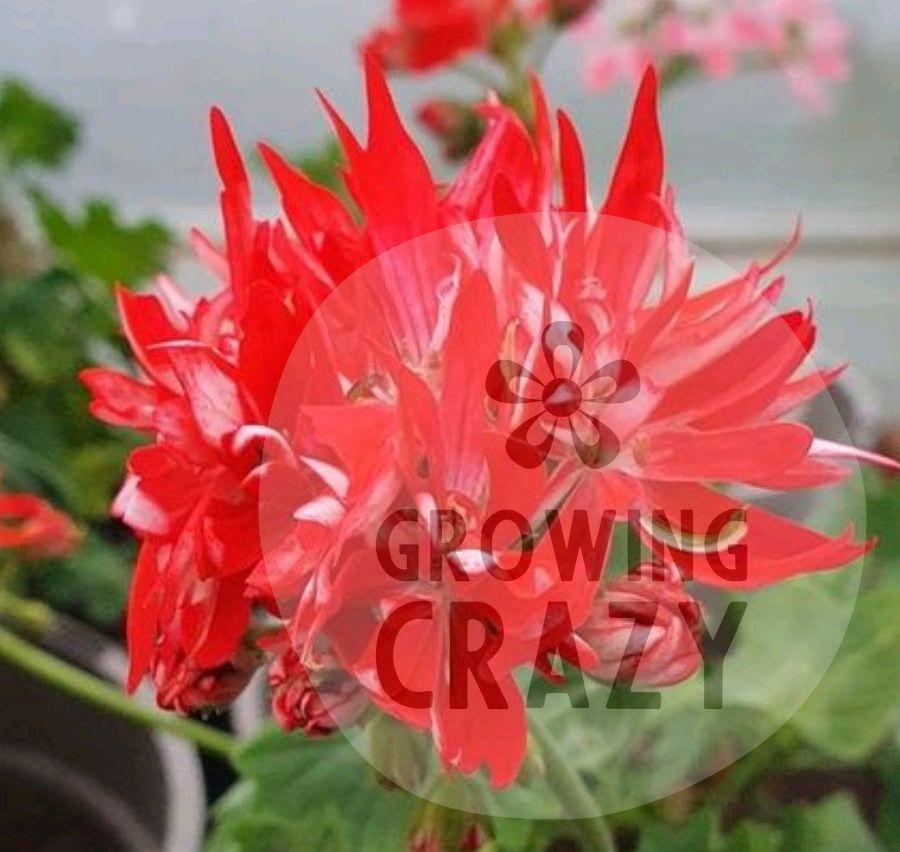 Stellar Pelargonium Mike West produces a bright double flowers that are red with a flush of white towards the centre. 