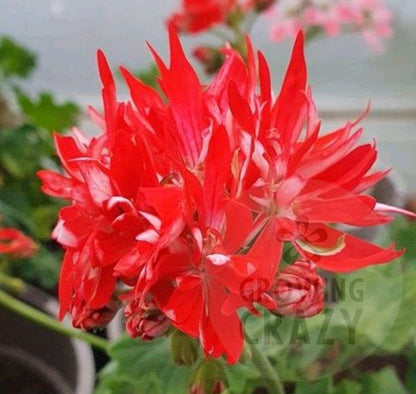 Stellar Pelargonium Mike West produces a bright double flowers that are red with a flush of white towards the centre. 