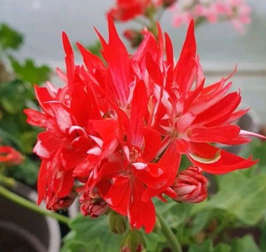 Stellar Pelargonium Mike West produces a bright double flowers that are red with a flush of white towards the centre. 