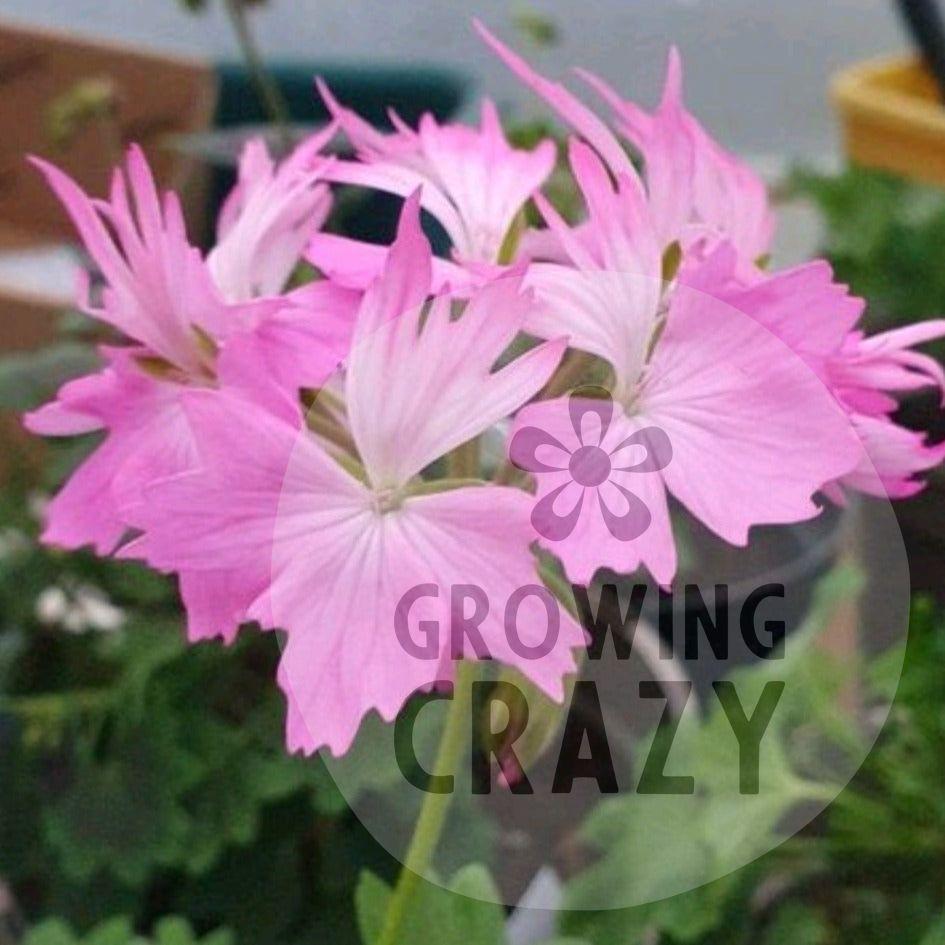 Charmay Ward - Stellar Pelargonium (Geranium) Plant - 6cm bio pot