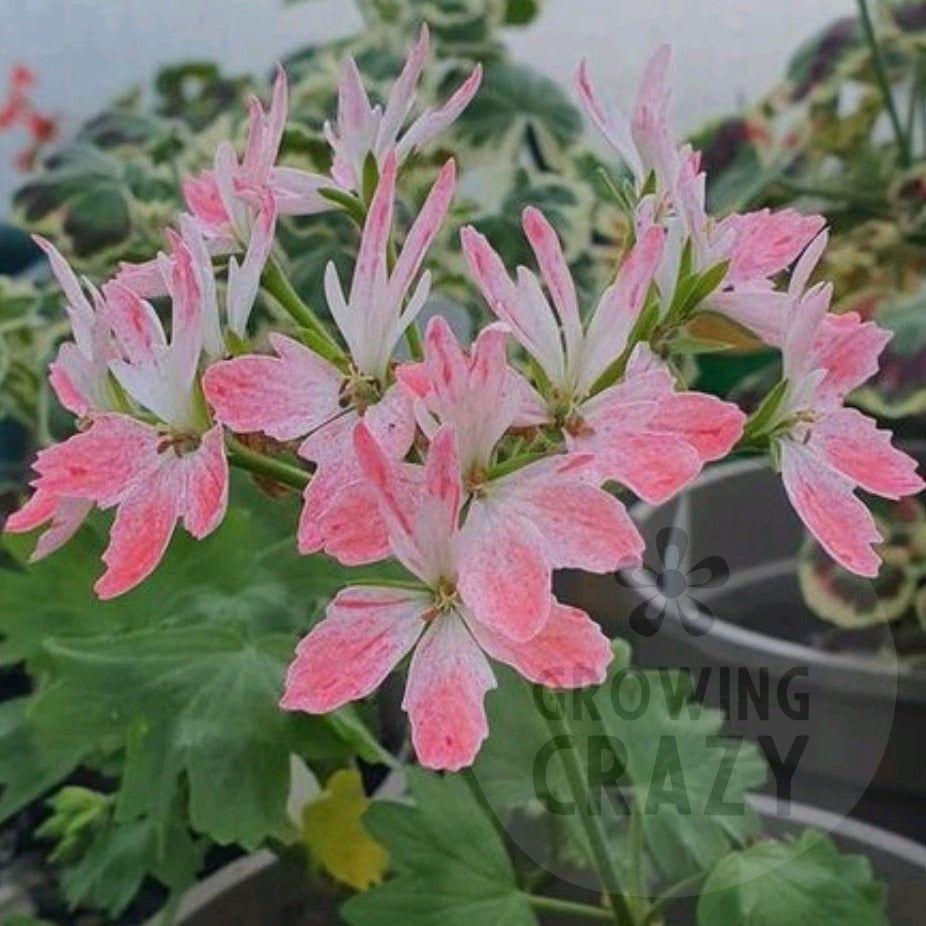 Osborne is a pretty Stellar Pelargonium that produces flowers of white with colouring of different shades of pink.  This variety was raised by Brian West.