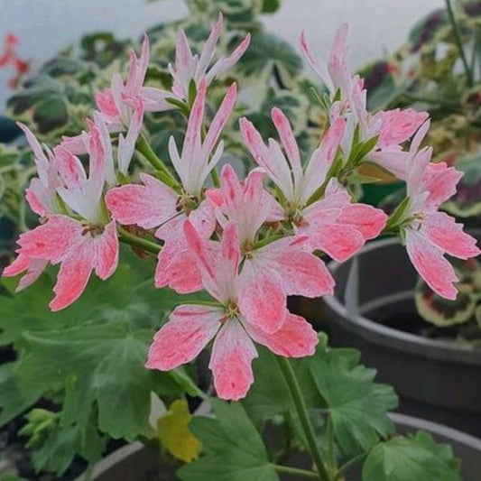 Osborne is a pretty Stellar Pelargonium that produces flowers of white with colouring of different shades of pink.  This variety was raised by Brian West.