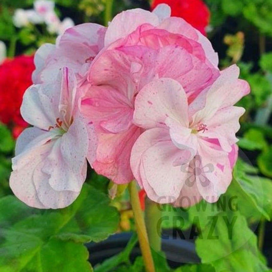 Show Off - Zonal Pelargonium / Geranium Plant - 6cm pot