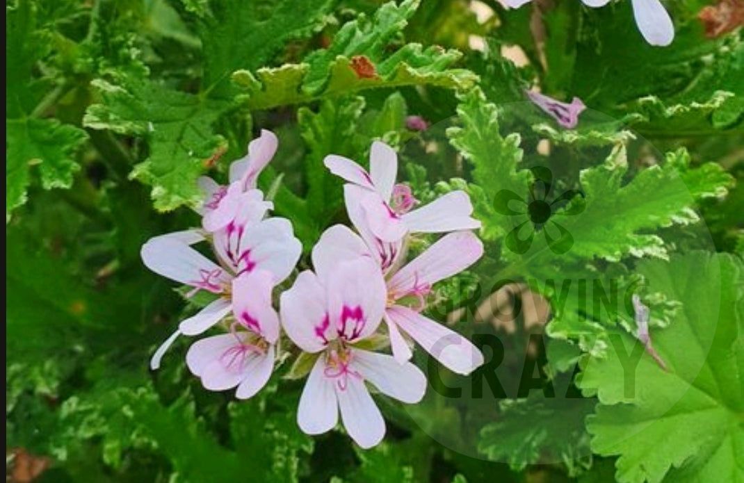 Fragrant Frosty - Rose Scented Leaf Pelargonium / Geranium Plant - 6cm bio pot