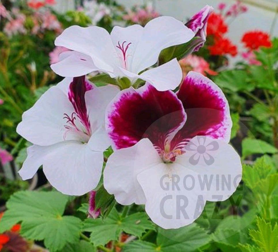 This variety o old fashioned Pelargonium nice and tall and produces an abundance of flowers deep purple upper petals edged with white and then bright white lower petals.