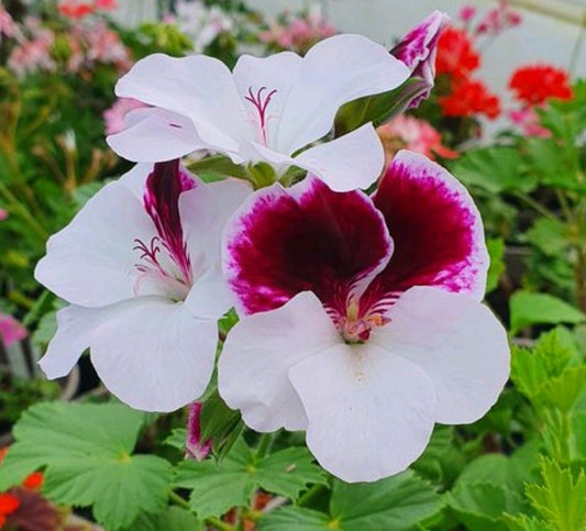 This variety o old fashioned Pelargonium nice and tall and produces an abundance of flowers deep purple upper petals edged with white and then bright white lower petals.