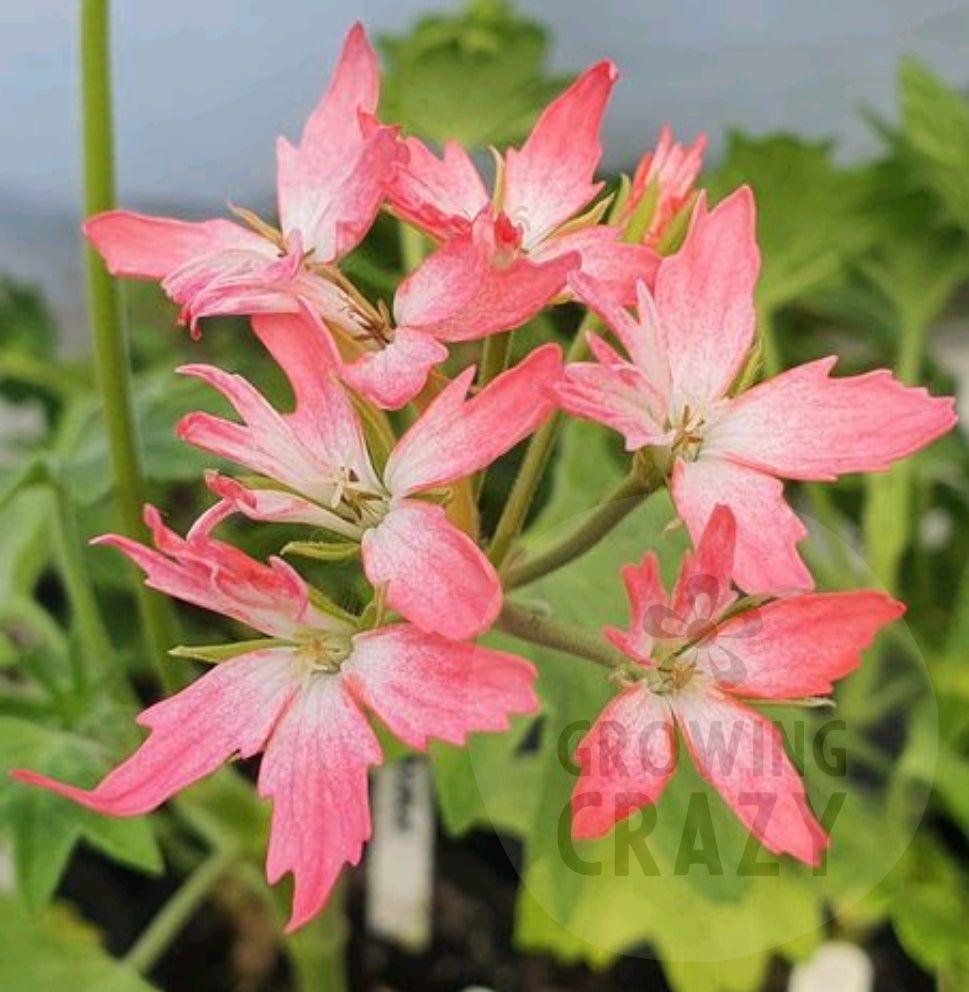 Tangerine Elf is a particularly striking Stellar Pelargonium plant as it produces bursts of flowers of two-tone petals coloured orange and white.  