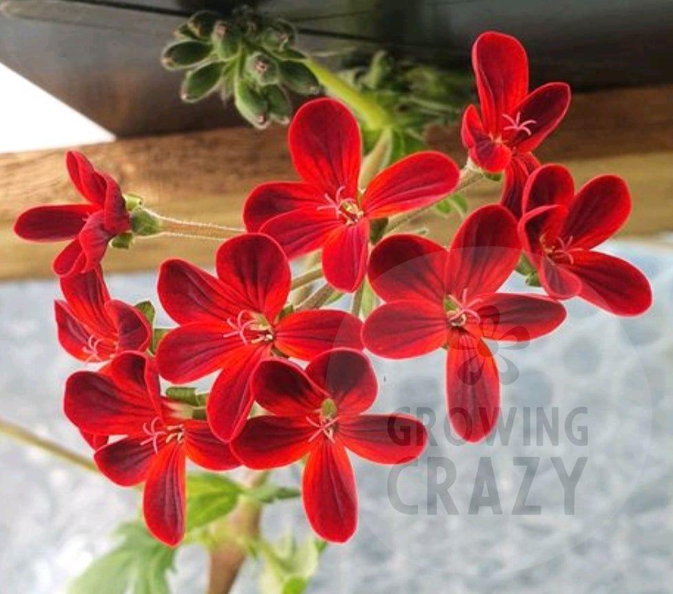 This is the unmistakable P. Ardens with its beautiful startling small red flowers with dark shading to the petals 